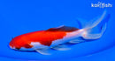 6.25" WATONAI GOLDFISH
