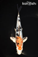 7.25" ARAGOKE HEISEI NISHIKI