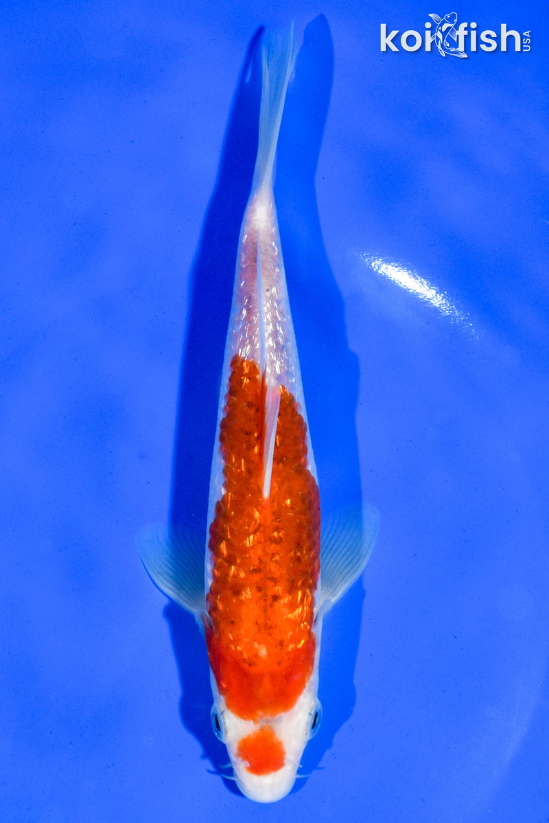 6.5" GINRIN KOHAKU