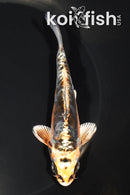 5" ARAGOKE BENI KIKOKURYU