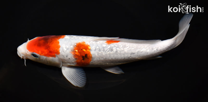 8.75" GINRIN GOROMO