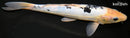 9.5" DOITSU SHIRO BEKKO