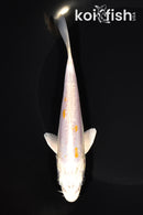 5.75" DOITSU LEMON HARIWAKE