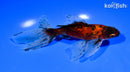 6" CALCIO WATONAI GOLDFISH