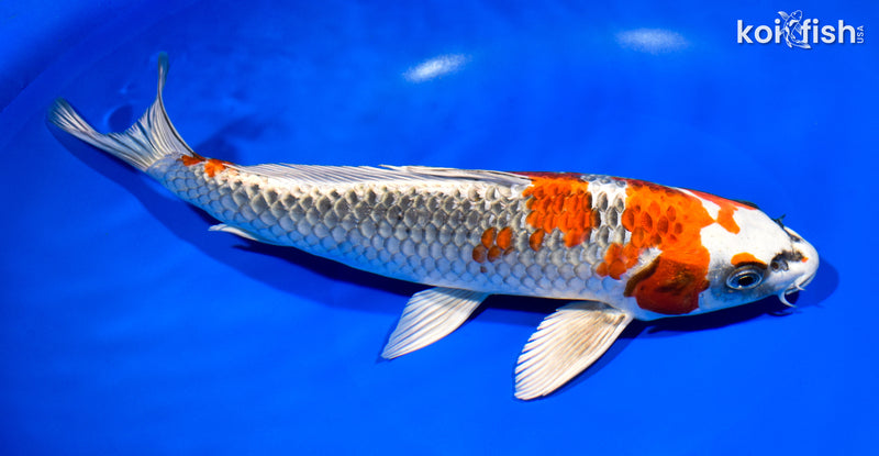 11.25" BENI GINGA
