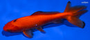 5.25" WAKIN GOLDFISH
