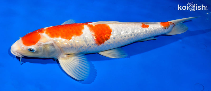 15.25" GINRIN KOHAKU