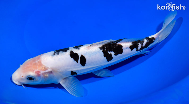 10" DOITSU SHIRO BEKKO