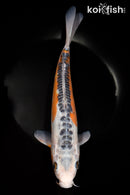 13.5" HI SHUSUI