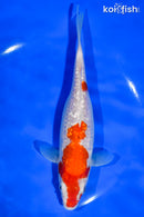 7" GINRIN KOHAKU