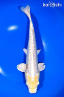 12" DOITSU HARIWAKE