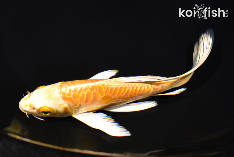 6.75" ARAGOKE YAMABUKI OGON BUTTERFLY