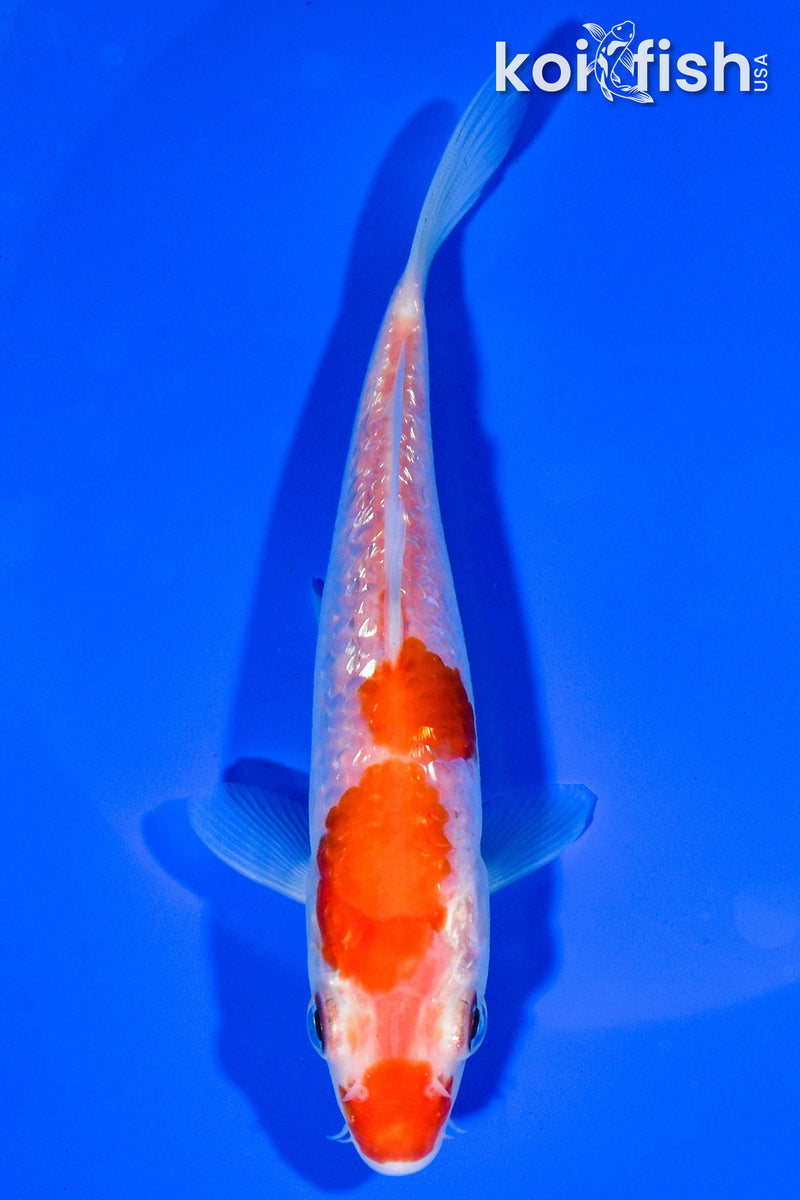 5.5" GINRIN KOHAKU