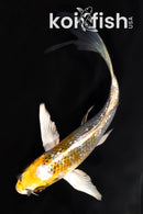 6" GINRIN KI GINGA BUTTERFLY