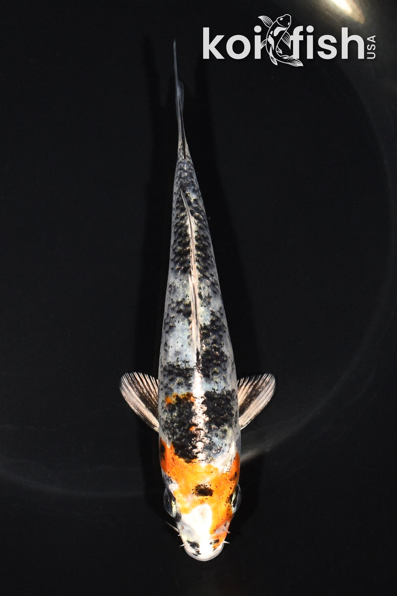 5.5" YAMATO NISHIKI