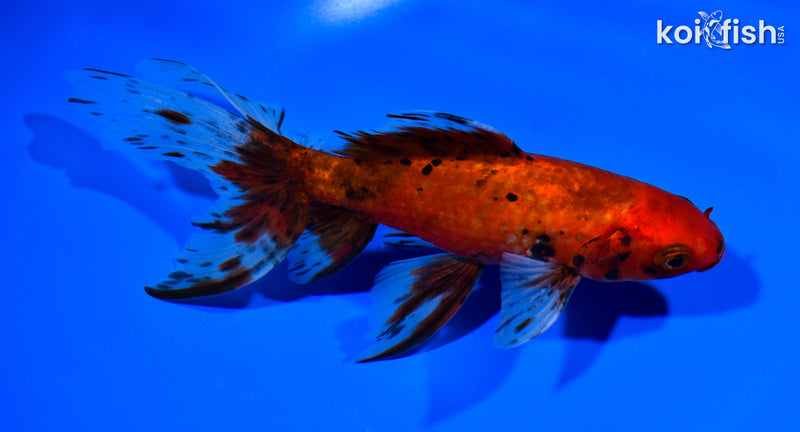 6.75" WATONAI GOLDFISH
