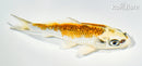 5.25" GINRIN KUJAKU