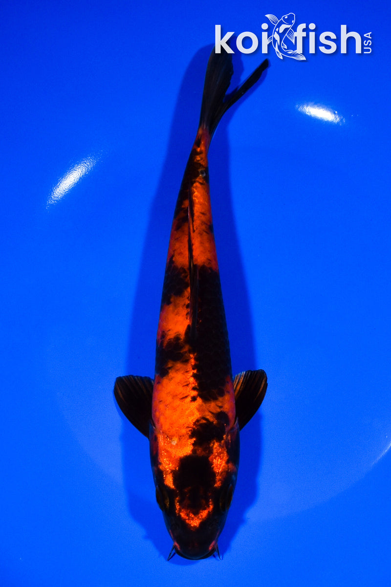 8" HI UTSURI
