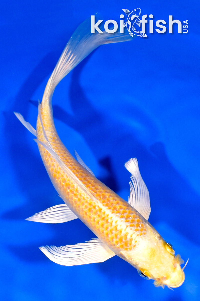7.75" YAMABUKI OGON BUTTERFLY
