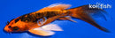 4.5" GINRIN BENI KIKOKURYU BUTTERFLY