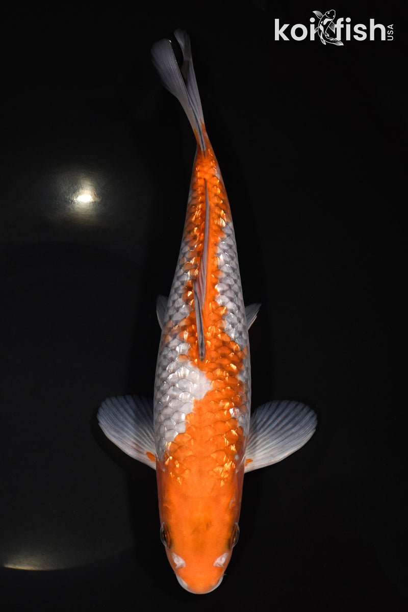 10.75" GINRIN OCHIBA SHIGURE