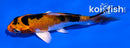 3.5" AKA SANKE