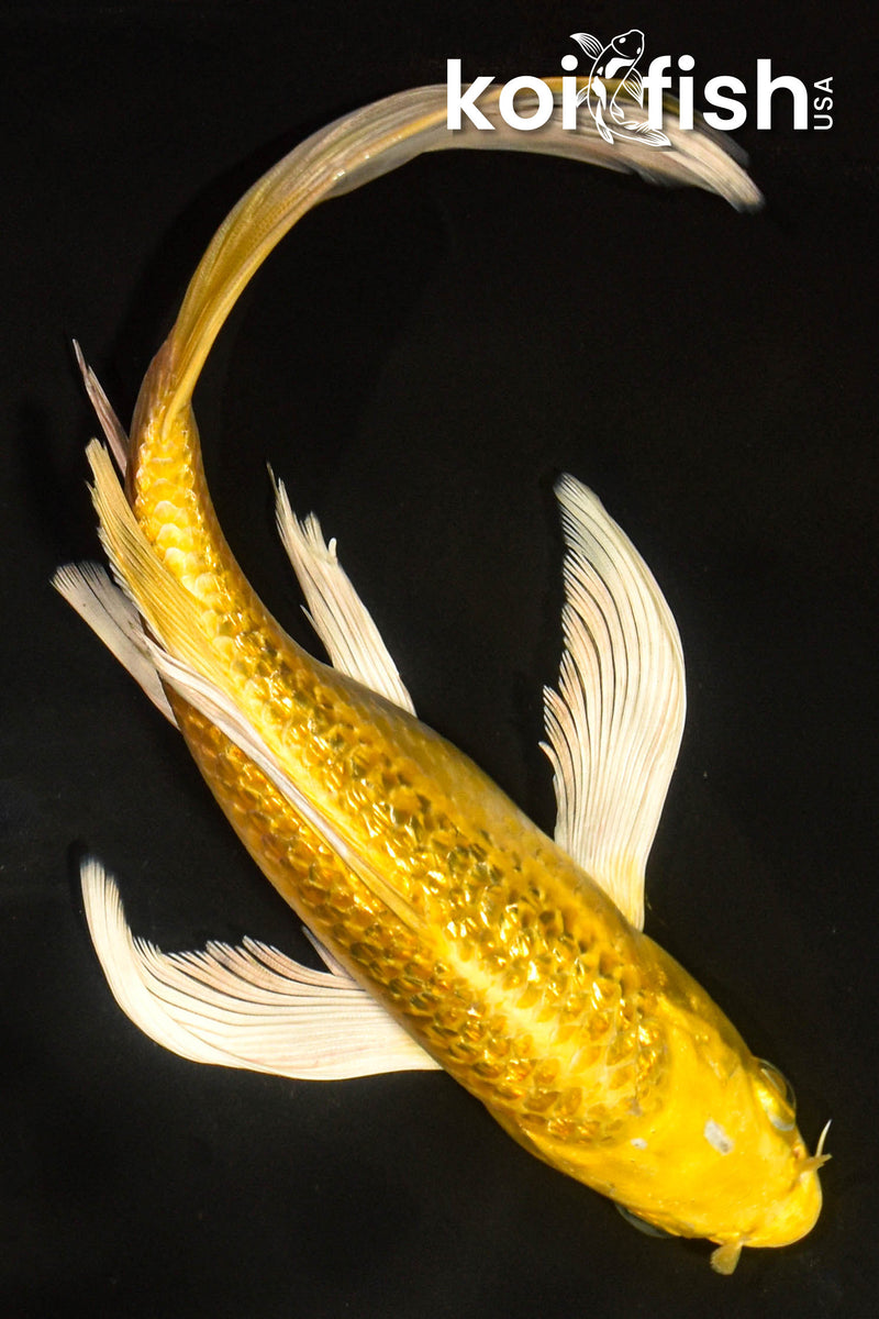7.5" GINRIN YAMABUKI OGON BUTTERFLY