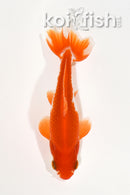 4.25" WAKIN GOLDFISH