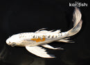 9.75" BENI KIKOKURYU BUTTERFLY