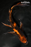 10.5" KIN HI UTSURI BUTTERFLY
