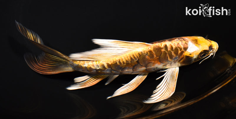 7.5" KIN KIKOKURYU BUTTERFLY