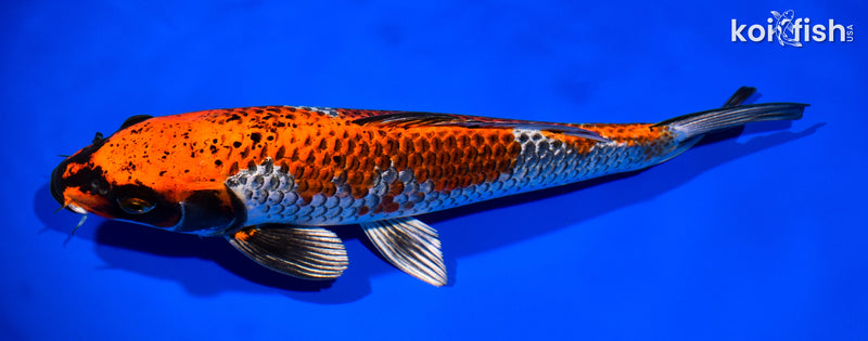 12.5" BENI GINGA