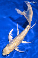 9.75" GINRIN YAMABUKI OGON BUTTERFLY