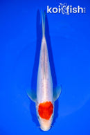 8.5" DOITSU TANCHO KOHAKU