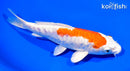 7.5" ARAGOKE HARIWAKE