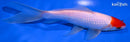 7" HOODED SARASA COMET GOLDFISH