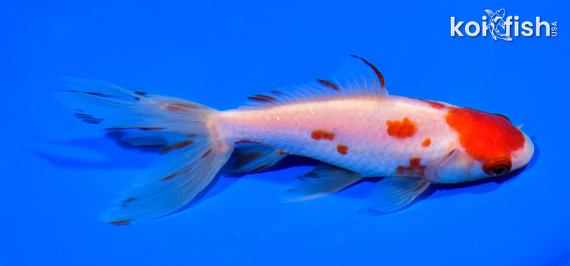 5.25" WATONAI GOLDFISH