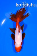5.25" WATONAI GOLDFISH