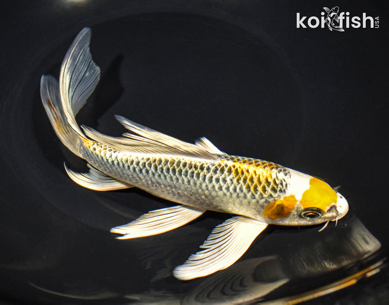 8" KUJAKU BUTTERFLY