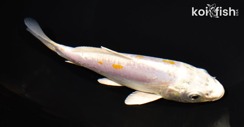 5.75" DOITSU LEMON HARIWAKE
