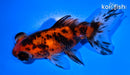 4.25" CALICO TELESCOPE FANTAIL GOLDFISH