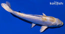 7.75" DOITSU HARIWAKE
