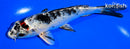 5.5" YAMATO NISHIKI