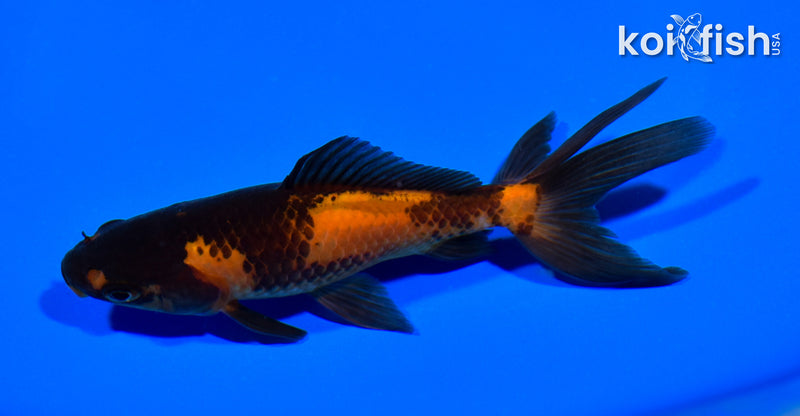 4.75" WAKIN GOLDFISH