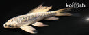 4" GINRIN KIKOKURYU BUTTERFLY