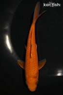 5.5" CHAGOI