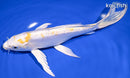 8.5" DOITSU LEMON HARIWAKE BUTTERFLY