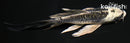 5.5" KIKOKURYU BUTTERFLY