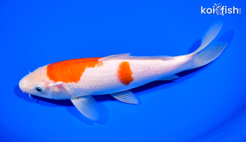 8.25" KOHAKU