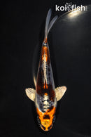 5.25" BENI KIKOKURYU